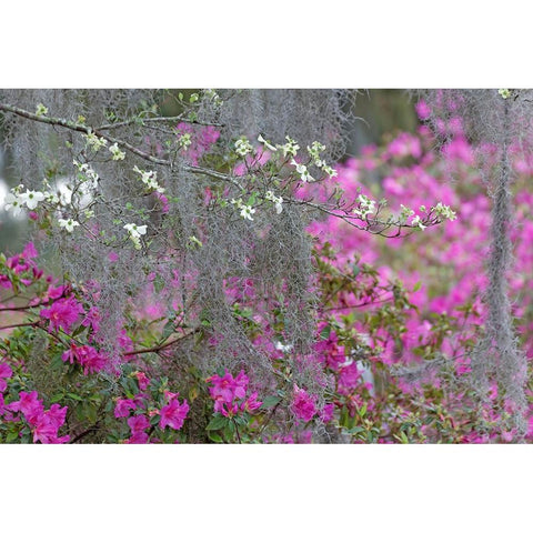 Flowering dogwood trees and azaleas in full bloom in spring-Bonaventure Cemetery-Savannah-Georgia Black Modern Wood Framed Art Print by Jones, Adam