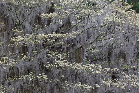 Flowering dogwood trees in full bloom in spring-Bonaventure Cemetery-Savannah-Georgia White Modern Wood Framed Art Print with Double Matting by Jones, Adam