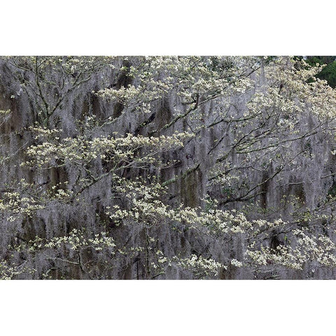 Flowering dogwood trees in full bloom in spring-Bonaventure Cemetery-Savannah-Georgia Black Modern Wood Framed Art Print by Jones, Adam