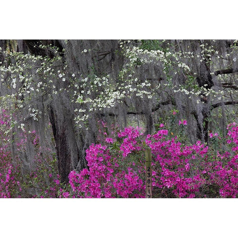 Flowering dogwood trees and azaleas in full bloom in spring-Bonaventure Cemetery-Savannah-Georgia Black Modern Wood Framed Art Print by Jones, Adam