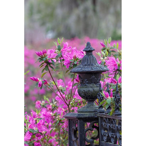 Iron fence and azaleas in full bloom-Bonaventure Cemetery-Savannah-Georgia Black Modern Wood Framed Art Print with Double Matting by Jones, Adam