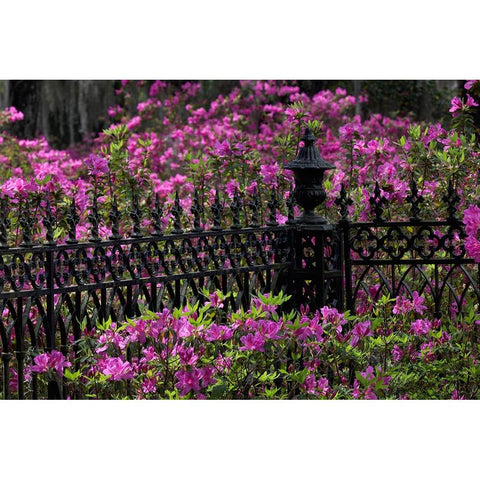 Iron fence and azaleas in full bloom-Bonaventure Cemetery-Savannah-Georgia Black Modern Wood Framed Art Print by Jones, Adam