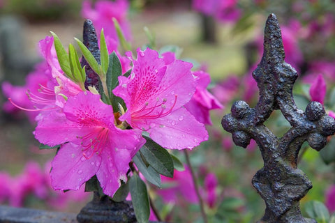 Iron fence and azaleas in full bloom-Bonaventure Cemetery-Savannah-Georgia Black Ornate Wood Framed Art Print with Double Matting by Jones, Adam