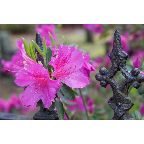 Iron fence and azaleas in full bloom-Bonaventure Cemetery-Savannah-Georgia White Modern Wood Framed Art Print by Jones, Adam