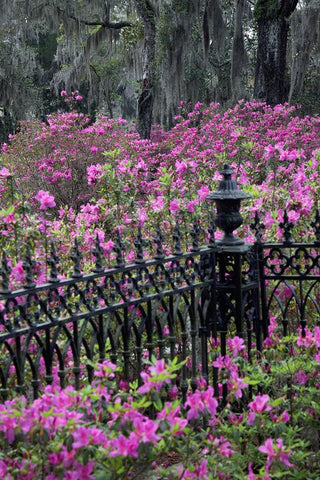 Iron fence and azaleas in full bloom-Bonaventure Cemetery-Savannah-Georgia Black Ornate Wood Framed Art Print with Double Matting by Jones, Adam