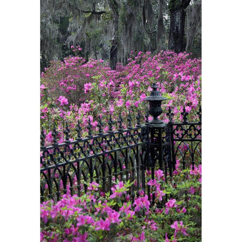 Iron fence and azaleas in full bloom-Bonaventure Cemetery-Savannah-Georgia White Modern Wood Framed Art Print by Jones, Adam