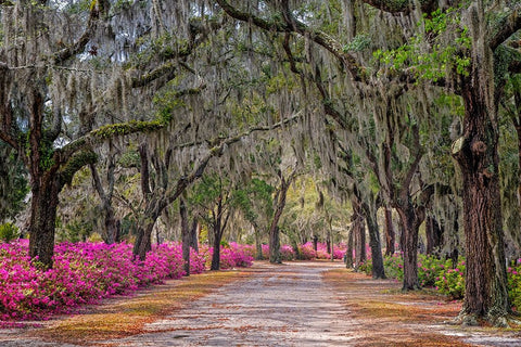 Rural road with azaleas and live oaks lining roadway-Bonaventure Cemetery-Savannah-Georgia Black Ornate Wood Framed Art Print with Double Matting by Jones, Adam