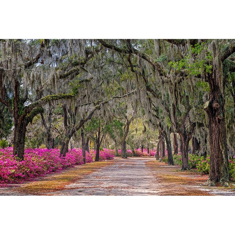 Rural road with azaleas and live oaks lining roadway-Bonaventure Cemetery-Savannah-Georgia White Modern Wood Framed Art Print by Jones, Adam