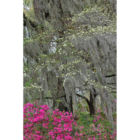 Flowering dogwood trees and azaleas in full bloom in spring-Bonaventure Cemetery-Savannah-Georgia White Modern Wood Framed Art Print by Jones, Adam