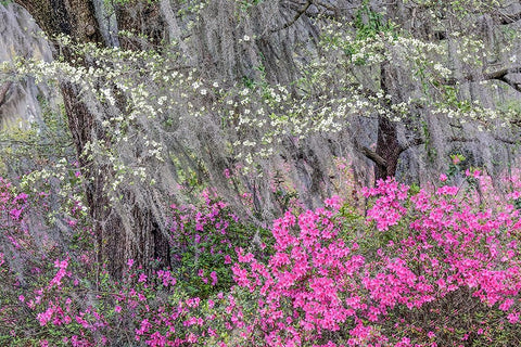 Flowering dogwood trees and azaleas in full bloom in spring-Bonaventure Cemetery-Savannah-Georgia Black Ornate Wood Framed Art Print with Double Matting by Jones, Adam