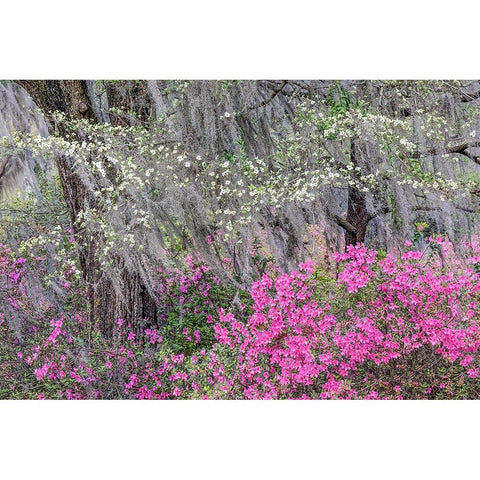 Flowering dogwood trees and azaleas in full bloom in spring-Bonaventure Cemetery-Savannah-Georgia Black Modern Wood Framed Art Print by Jones, Adam