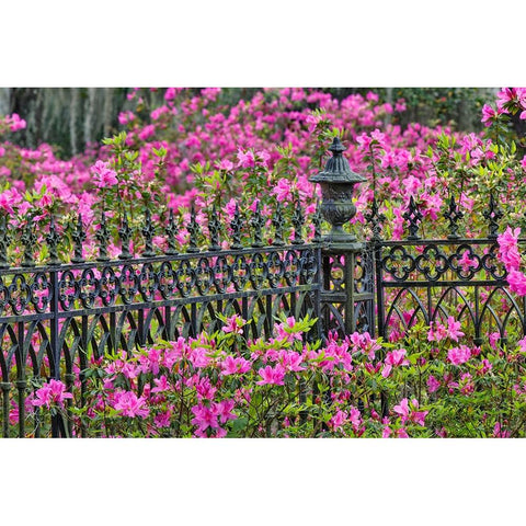 Iron fence and azaleas in full bloom-Bonaventure Cemetery-Savannah-Georgia Black Modern Wood Framed Art Print by Jones, Adam