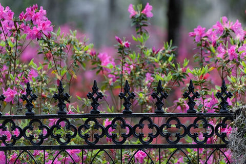 Iron fence and azaleas in full bloom-Bonaventure Cemetery-Savannah-Georgia White Modern Wood Framed Art Print with Double Matting by Jones, Adam