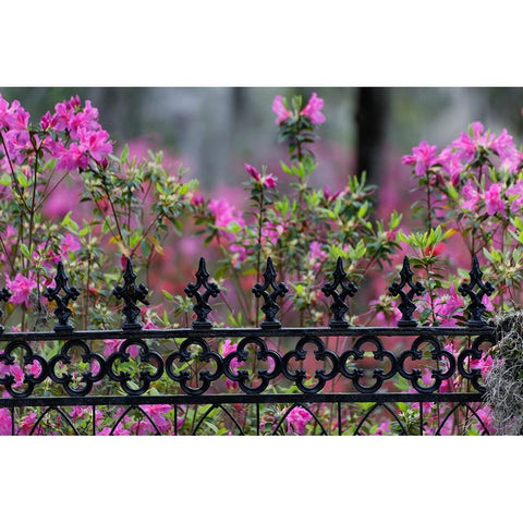 Iron fence and azaleas in full bloom-Bonaventure Cemetery-Savannah-Georgia Black Modern Wood Framed Art Print with Double Matting by Jones, Adam