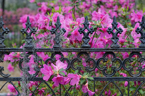 Iron fence and azaleas in full bloom-Bonaventure Cemetery-Savannah-Georgia Black Ornate Wood Framed Art Print with Double Matting by Jones, Adam