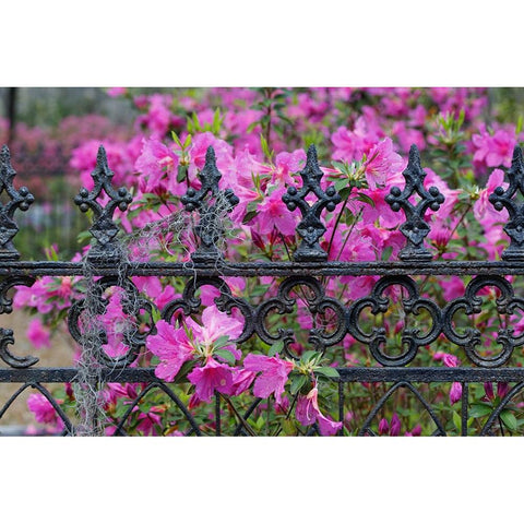 Iron fence and azaleas in full bloom-Bonaventure Cemetery-Savannah-Georgia Gold Ornate Wood Framed Art Print with Double Matting by Jones, Adam