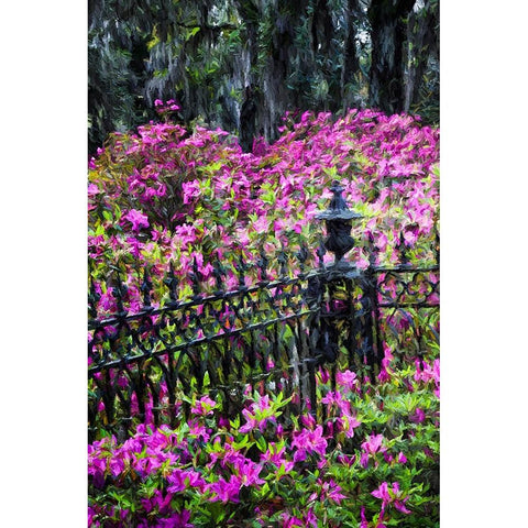 Wrought Iron fence and azaleas in full bloom-Bonaventure Cemetery-Savannah-Georgia Black Modern Wood Framed Art Print by Jones, Adam