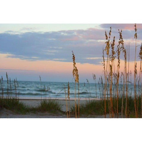 Sea Oats against Sunset Sky-Tybee Island-Georgia-USA Black Modern Wood Framed Art Print with Double Matting by Miller, Anna