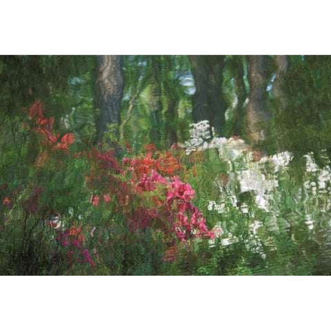USA, Georgia, Azalea reflection in pond Black Modern Wood Framed Art Print by Rotenberg, Nancy