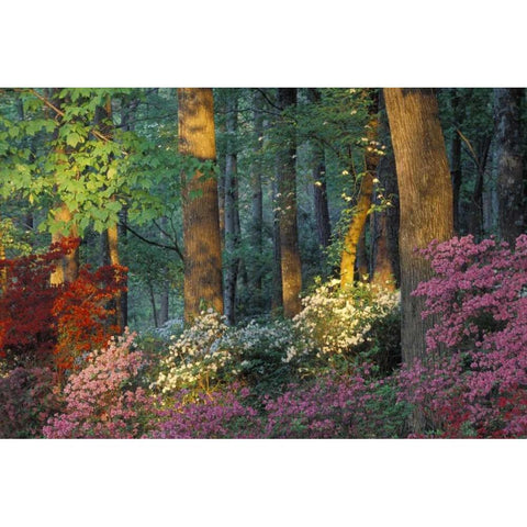 USA, Georgia, Azalea forest Gold Ornate Wood Framed Art Print with Double Matting by Rotenberg, Nancy