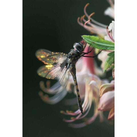 Georgia, Close-up of dragonfly Backlit on Azalea Black Modern Wood Framed Art Print by Rotenberg, Nancy