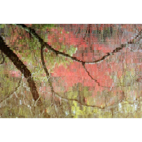Georgia, Reflections of early spring buds in pond Gold Ornate Wood Framed Art Print with Double Matting by Rotenberg, Nancy