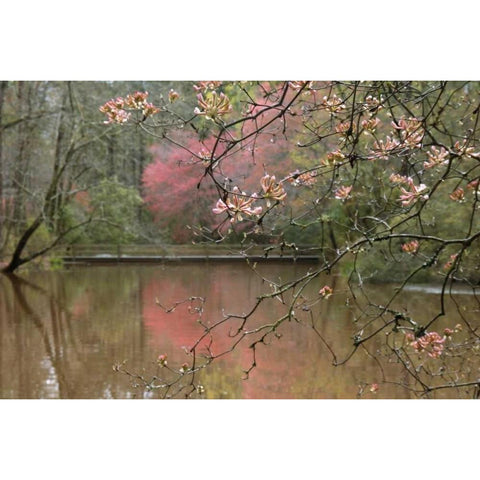 GA, Azalea branches over pond in spring, GA, Black Modern Wood Framed Art Print with Double Matting by Rotenberg, Nancy