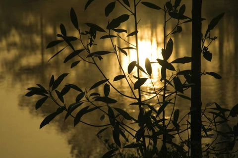 Georgia, Sunrise reflected in a pond White Modern Wood Framed Art Print with Double Matting by Rotenberg, Nancy