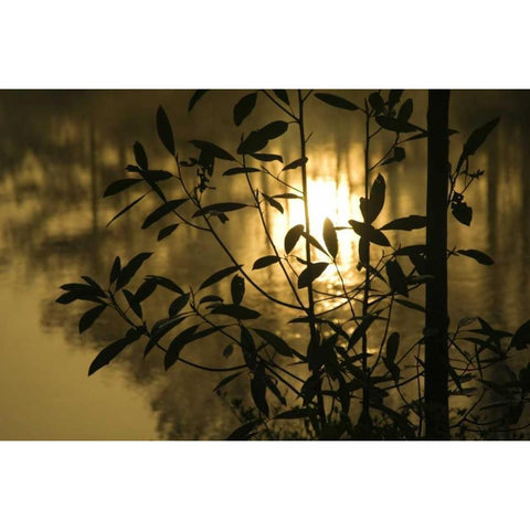 Georgia, Sunrise reflected in a pond Black Modern Wood Framed Art Print by Rotenberg, Nancy