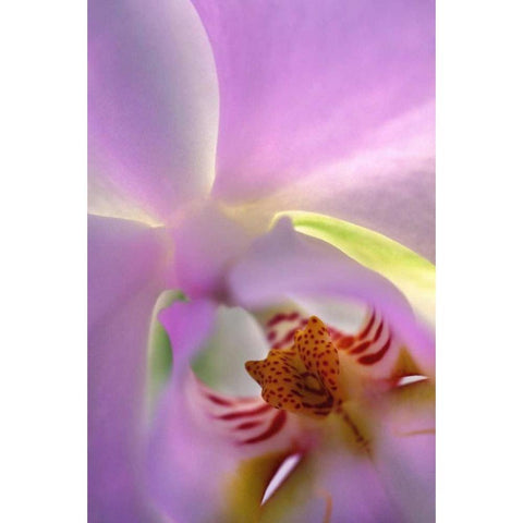 Georgia, Alpharetta Backlit phalaeonopsis orchid Black Modern Wood Framed Art Print by Needle, Charles