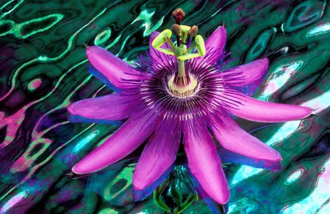 GA, Alpharetta Passion flower on stained glass White Modern Wood Framed Art Print with Double Matting by Needle, Charles