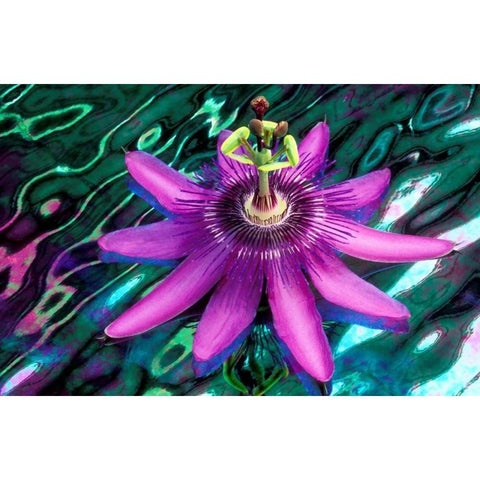 GA, Alpharetta Passion flower on stained glass Black Modern Wood Framed Art Print by Needle, Charles