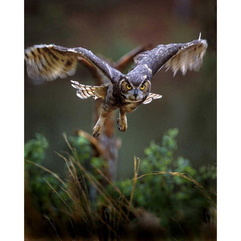 GA, Pine Mountain Barred owl in flight White Modern Wood Framed Art Print by Kelley, David