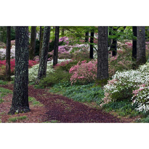 Georgia Pathway through trees and flower bushes Black Modern Wood Framed Art Print by Rotenberg, Nancy