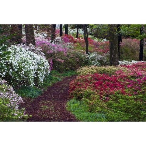 Georgia Pathway through trees and flower bushes Black Modern Wood Framed Art Print by Rotenberg, Nancy