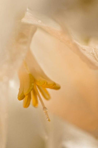 USA, Georgia Close up of pale peach flower White Modern Wood Framed Art Print with Double Matting by Rotenberg, Nancy