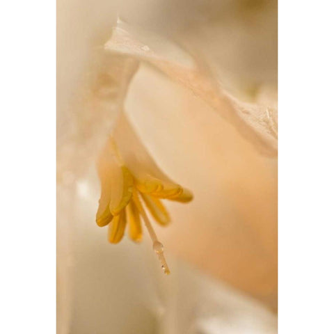 USA, Georgia Close up of pale peach flower White Modern Wood Framed Art Print by Rotenberg, Nancy