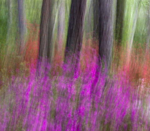 Colorful blurred garden abstract, Georgia White Modern Wood Framed Art Print with Double Matting by Rotenberg, Nancy