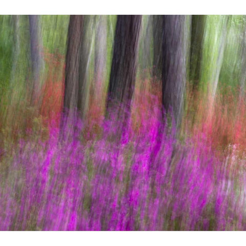 Colorful blurred garden abstract, Georgia Gold Ornate Wood Framed Art Print with Double Matting by Rotenberg, Nancy