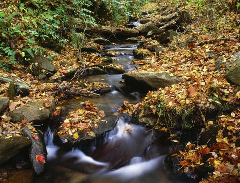 Georgia, Cherokee NF Small creek in autumn White Modern Wood Framed Art Print with Double Matting by Flaherty, Dennis
