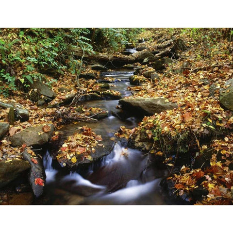 Georgia, Cherokee NF Small creek in autumn Black Modern Wood Framed Art Print by Flaherty, Dennis