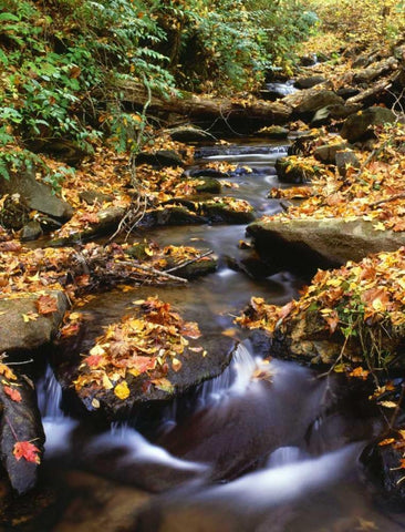 Georgia, Cherokee NF Small creek in autumn White Modern Wood Framed Art Print with Double Matting by Flaherty, Dennis