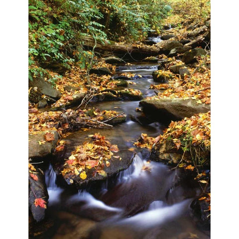 Georgia, Cherokee NF Small creek in autumn Black Modern Wood Framed Art Print with Double Matting by Flaherty, Dennis