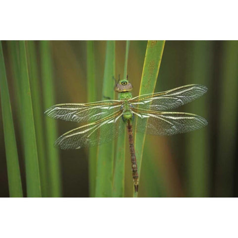 USA, Georgia Green darner dragonfly on reeds White Modern Wood Framed Art Print by Rotenberg, Nancy