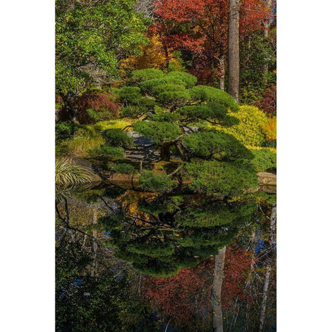 Georgia-Jasper Japanese Garden and pond in Gibbs Garden  Black Modern Wood Framed Art Print by Jaynes Gallery