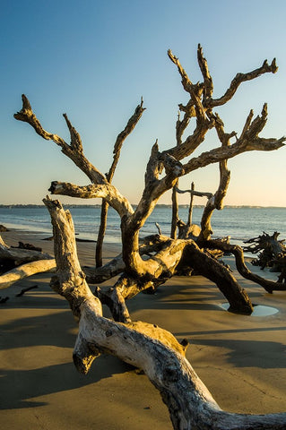 USA-Jekyll Island White Modern Wood Framed Art Print with Double Matting by Theodore, George and Marilu