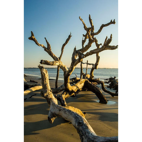 USA-Jekyll Island White Modern Wood Framed Art Print by Theodore, George and Marilu