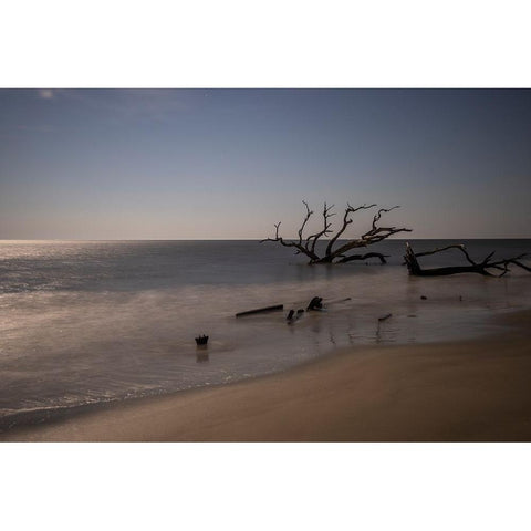 USA-Georgia-Jekyll Island-Sunset at Driftwood Beach and the petrified trees Black Modern Wood Framed Art Print by Looney, Hollice