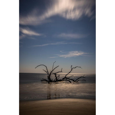 USA-Georgia-Jekyll Island-Sunset at Driftwood Beach and the petrified trees Black Modern Wood Framed Art Print by Looney, Hollice