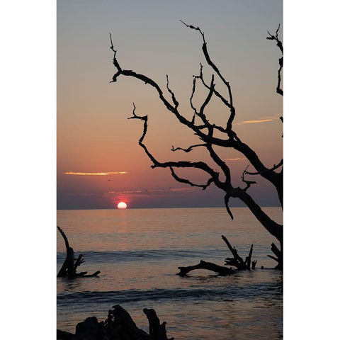 USA-Georgia-Jekyll Island-Sunrise on Driftwood Beach of petrified trees Gold Ornate Wood Framed Art Print with Double Matting by Looney, Hollice